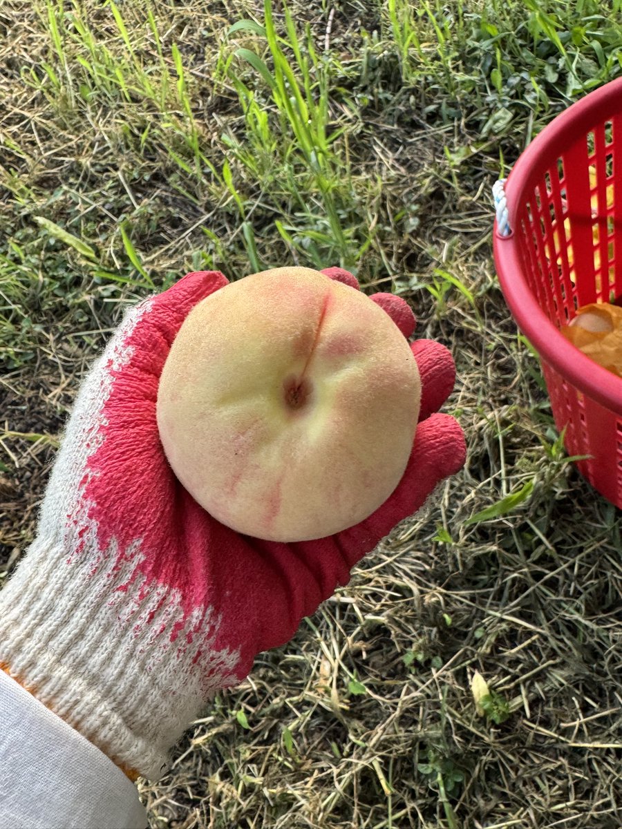 jooooonini's tweet photo. 아빠가 몇 년 전 부터 할아버지가 포도 농사를 지으시던 그 밭에서 복숭아 농사를 시작했고, 올해가 첫 수확이라 쉬는 날 도와드리러 갔다. 아빠랑 둘이서 복숭아를 따는데 할아버지 생각이 많이 났다. 할아버지 보고싶어용 https://t.co/M3QEPz1R9y