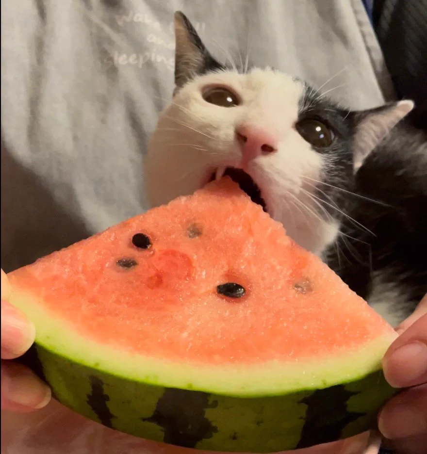 黒猫Yoちゃん（3にゃん） on X: 