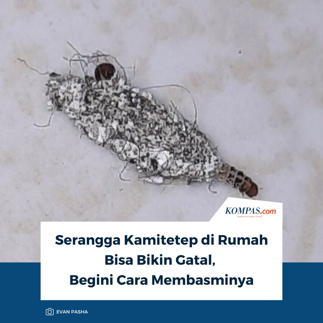 kompascom's tweet photo. Baca selengkapnya: https://t.co/3thpeT4Lpo

Kamitetep dapat ditemukan di tembok, atap, kasur, hingga perabot kayu. Serangga kecil ini biasanya berkembang di lingkungan lembap dan dapat menyebabkan reaksi pada kulit.

Lantas, bagaimana cara membasminya?

~MS #kamitetep #caramembasmikamitetep