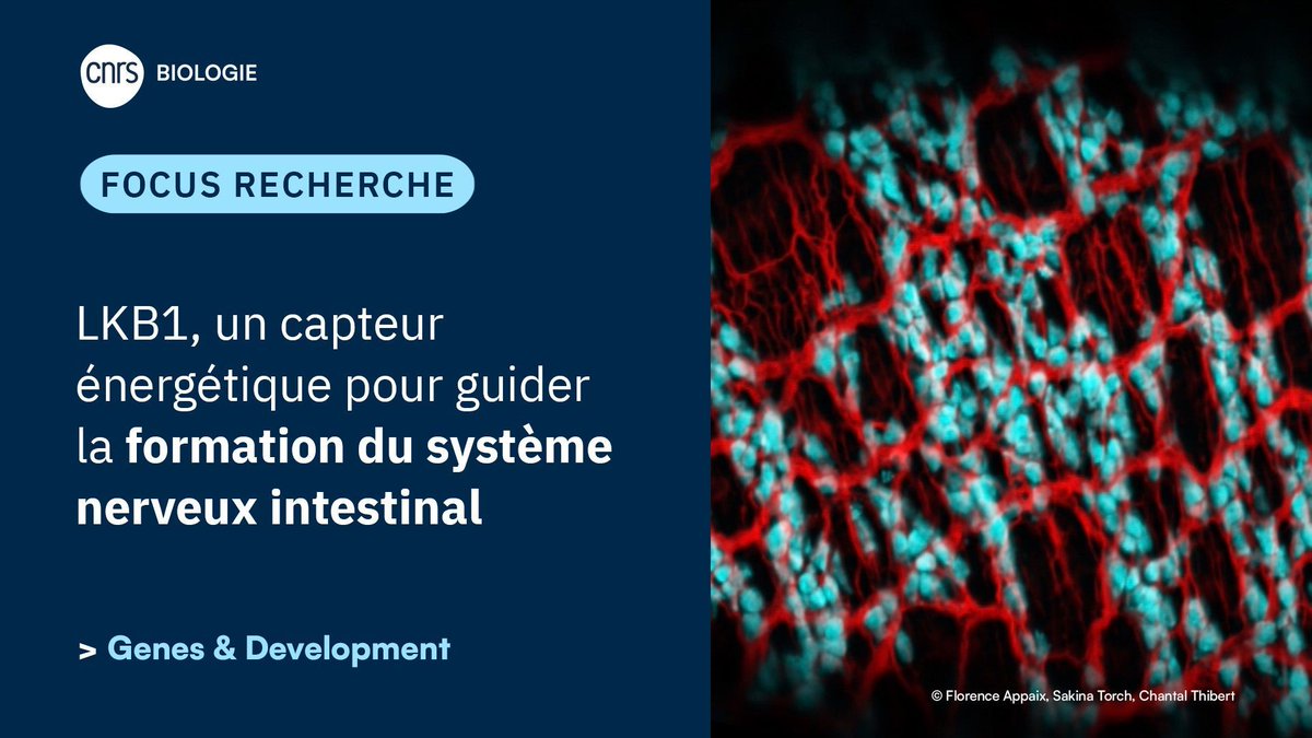 CNRS Biologie tweet media