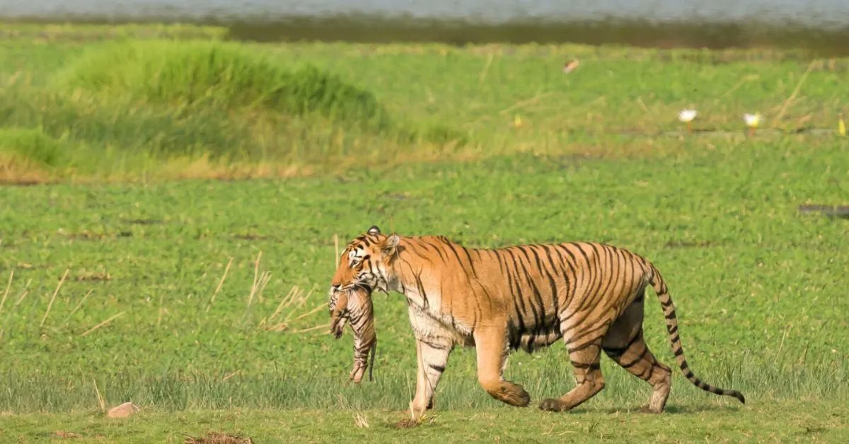 Rootsalert's tweet photo. From 17 to 35: How Chhattisgarh Pulled Its Tigers Back from the Brink.
Read more - https://t.co/AonX5ujPFf

#Chhattisgarh #InternationalTigerDay #SaveTheTiger #WildlifeConservation #Achanakmar #ProjectTiger #IndiaTigers #TigerCensus #EnvironmentNews #RootsAlert https://t.co/R5SXOyn1Ji