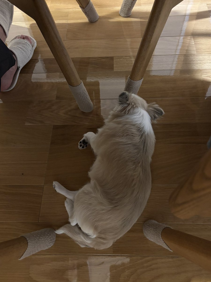 chihuahua_ume's tweet photo. ヒトのご飯の時の定位置 https://t.co/7dwfbQMPh7
