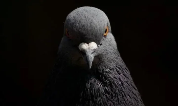 polyjo_'s tweet photo. @zozozrob1 Squawk Squawk, bitch. https://t.co/0gKcTg9bFR