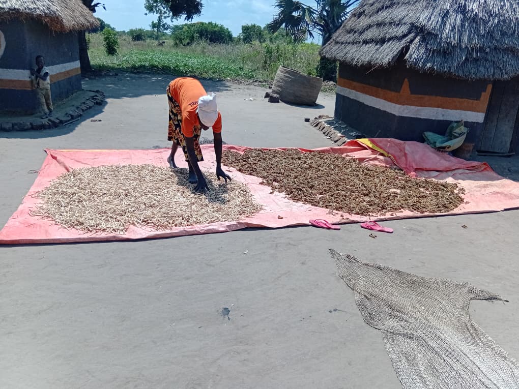 KulikaUganda's tweet photo. Every harvest tells a story of resilience.
Ms. Iruko of Agule, Kaberamaido, harvests millet under the Latek Stay Tree 2 Project, showcasing how sustainable farming is improving food security and building resilient communities. https://t.co/fHnTechALc