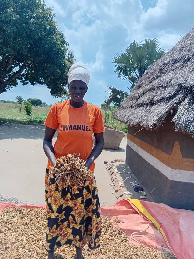 KulikaUganda's tweet photo. Every harvest tells a story of resilience.
Ms. Iruko of Agule, Kaberamaido, harvests millet under the Latek Stay Tree 2 Project, showcasing how sustainable farming is improving food security and building resilient communities. https://t.co/fHnTechALc