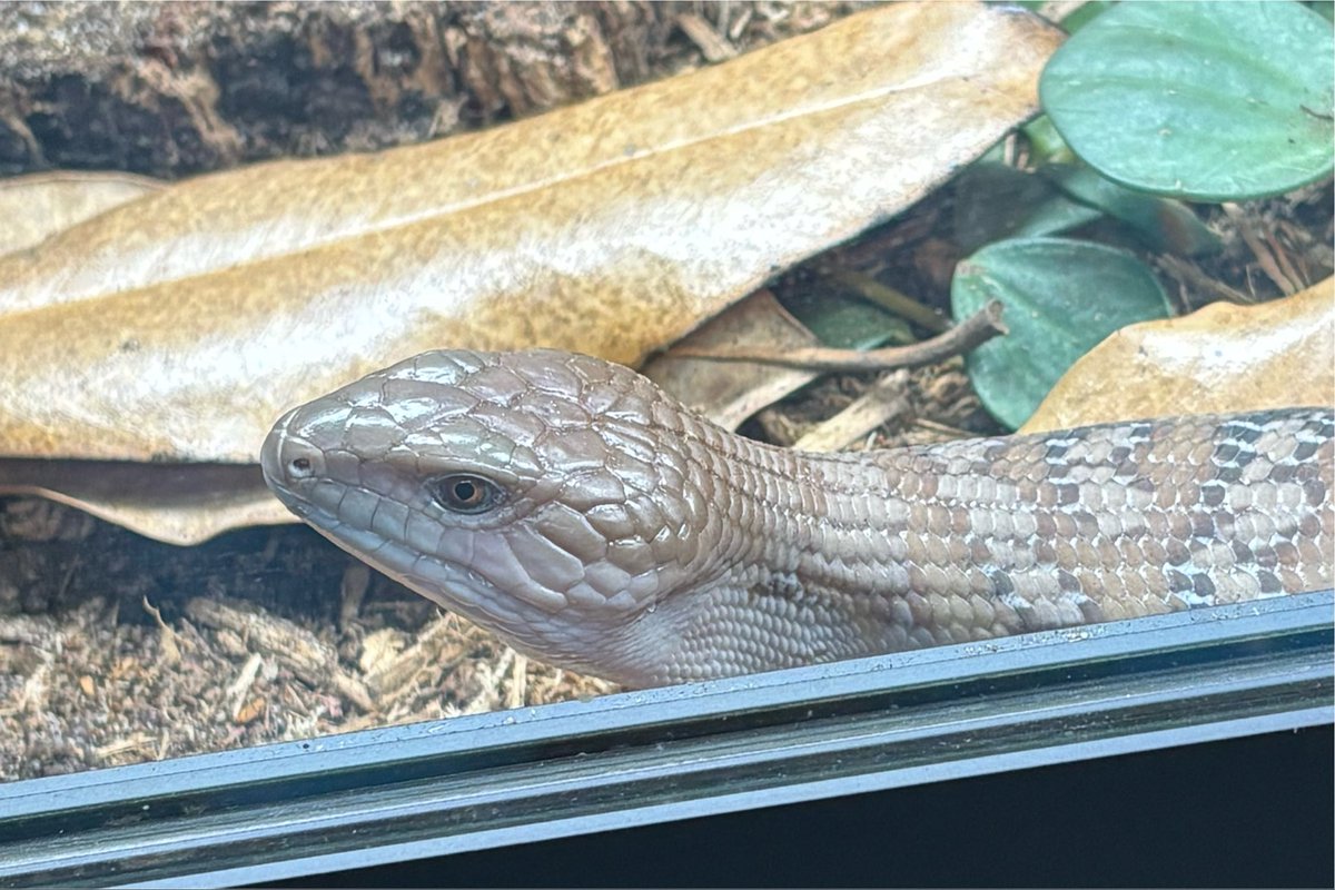 bluerrycherry's tweet photo. This morning Longan was waiting by the window for his meal… https://t.co/mMBRx9S7Rb