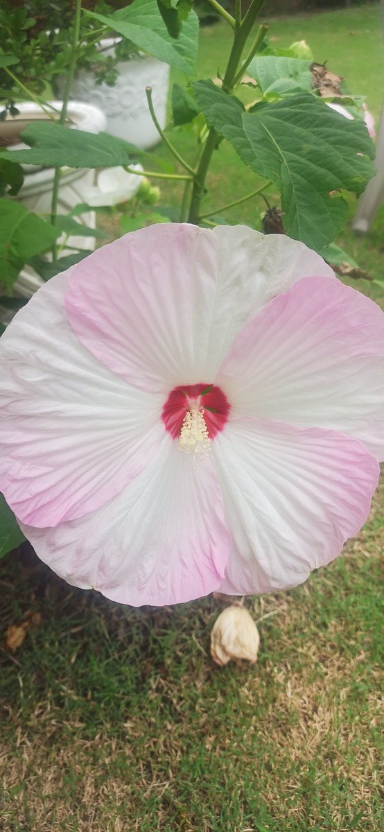Darulhuda786's tweet photo. Short lived but beautiful flower https://t.co/PmigV8IrK0