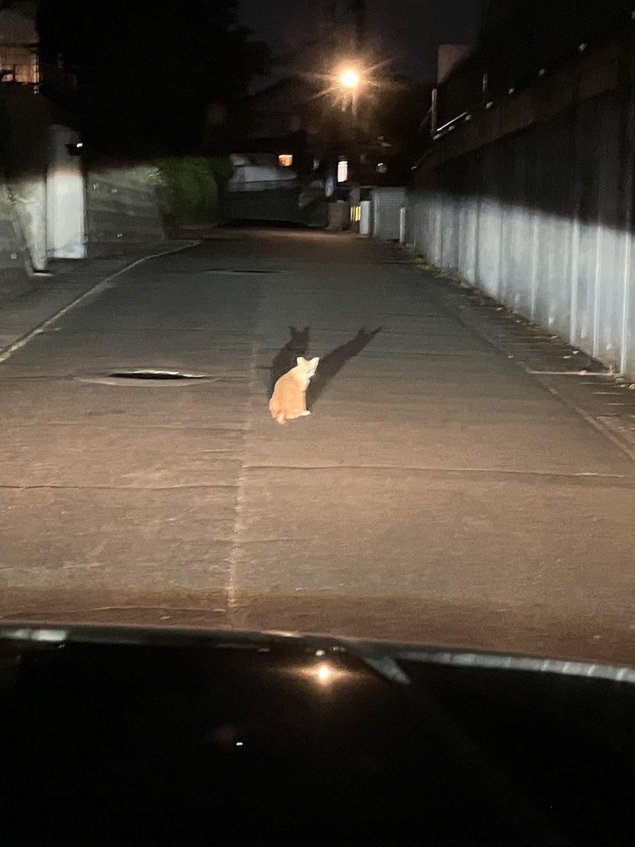 KL77451274's tweet photo. あのー
そのー

そこどいてもらってもよろしいでしょうか？

#猫
#道の真ん中 https://t.co/lx0oHKduzb