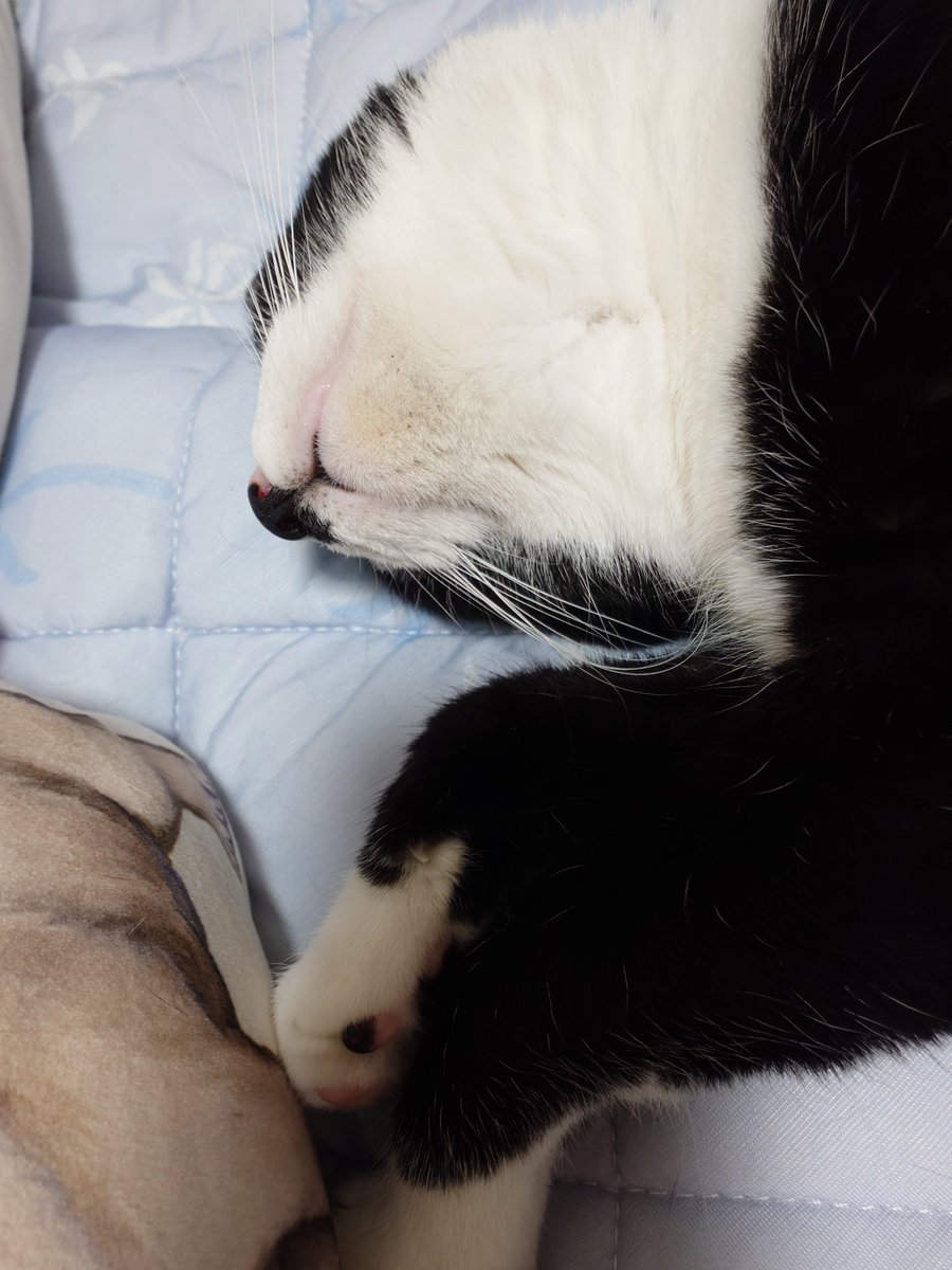 ameri93's tweet photo. 爆睡してる猫ちゃん😻
歯出てないか？😹 https://t.co/jfMlJCvX7k