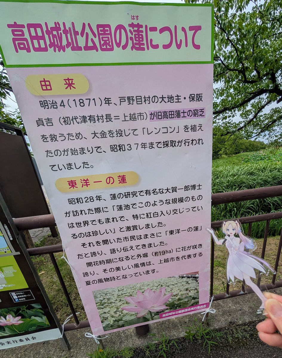 ushin3201's tweet photo. るりちゃん
高田城址公園観蓮会だよ、、、
蓮って午前中しか花開かなくて4日で散って、、、限られた時間しか咲けないスクールアイドルと同じでぇ、、、るりちゃんももう3日(年)終えて4日(年)目だね、、、
なぎぴよちゃん鳥類のお友達もいたね(？) https://t.co/4KCZXZT7eM