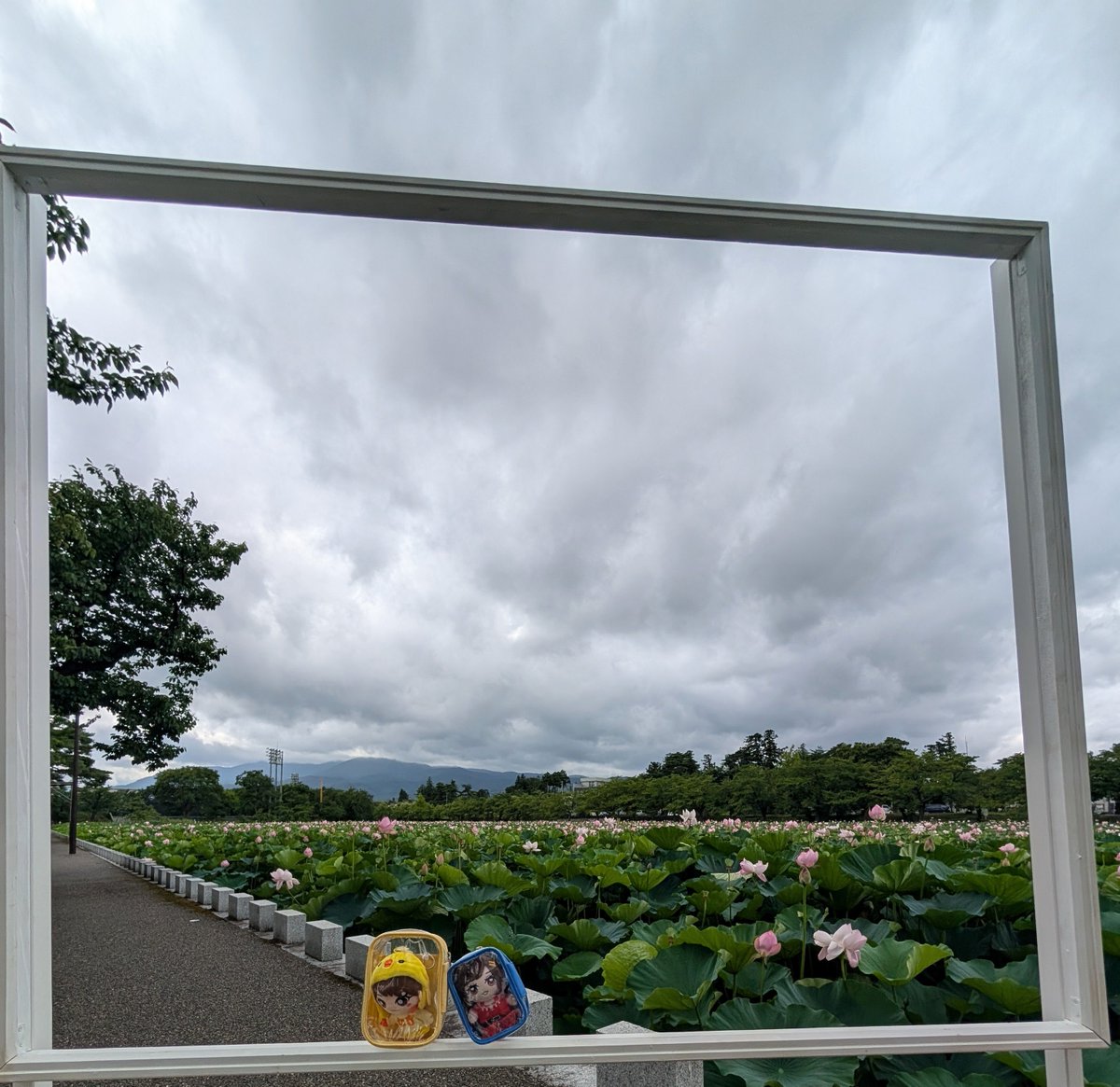ushin3201's tweet photo. るりちゃん
高田城址公園観蓮会だよ、、、
蓮って午前中しか花開かなくて4日で散って、、、限られた時間しか咲けないスクールアイドルと同じでぇ、、、るりちゃんももう3日(年)終えて4日(年)目だね、、、
なぎぴよちゃん鳥類のお友達もいたね(？) https://t.co/4KCZXZT7eM