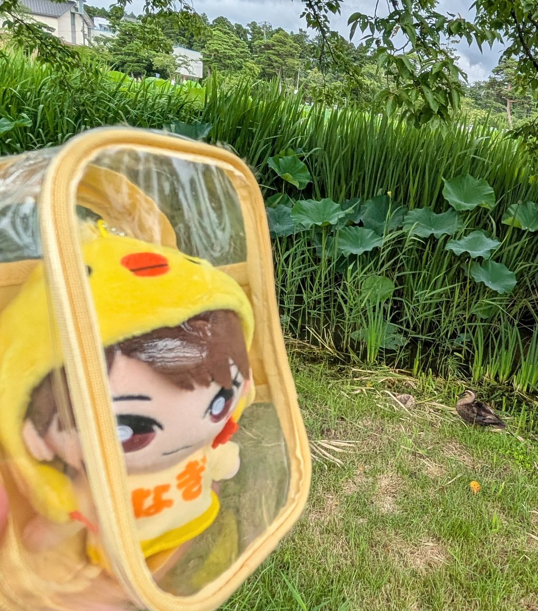 ushin3201's tweet photo. るりちゃん
高田城址公園観蓮会だよ、、、
蓮って午前中しか花開かなくて4日で散って、、、限られた時間しか咲けないスクールアイドルと同じでぇ、、、るりちゃんももう3日(年)終えて4日(年)目だね、、、
なぎぴよちゃん鳥類のお友達もいたね(？) https://t.co/4KCZXZT7eM