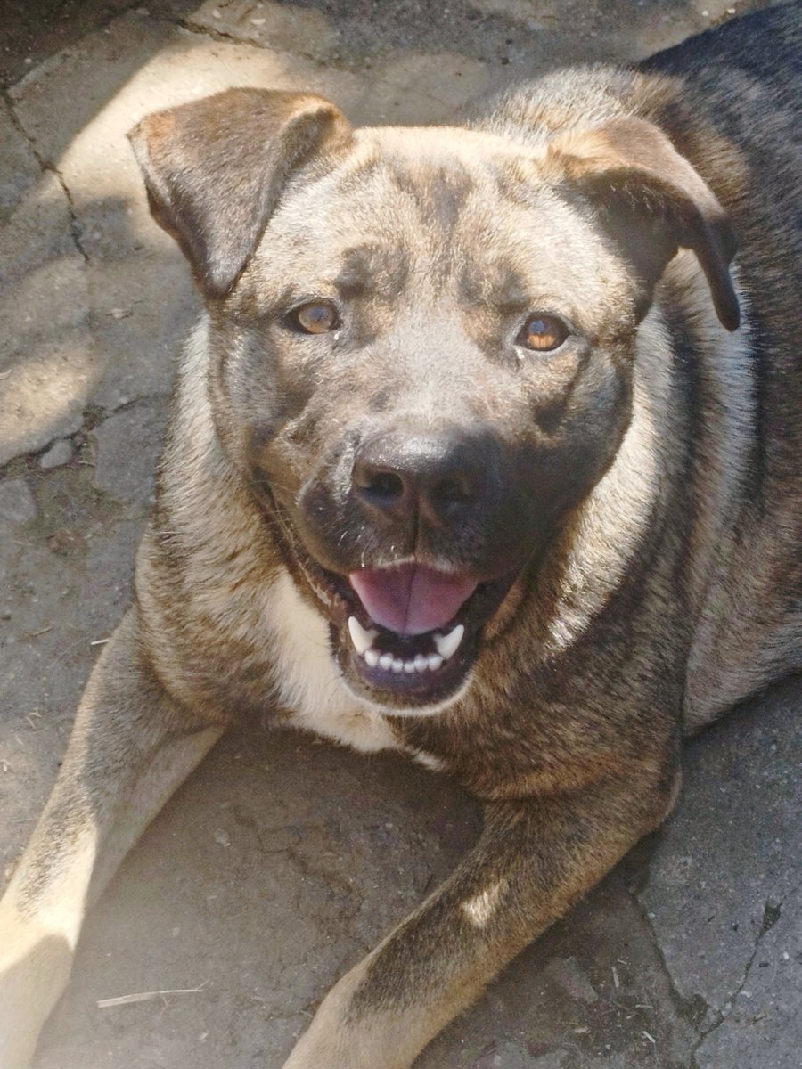 SandroBisi's tweet photo. @Frenkie_Woody Questa è la nostra Daisy, femmina di Presa Canario di 45 Kg. Chi mette piede nella nostra proprietà lo fa a proprio rischio e pericolo. https://t.co/xljQPEWbtE