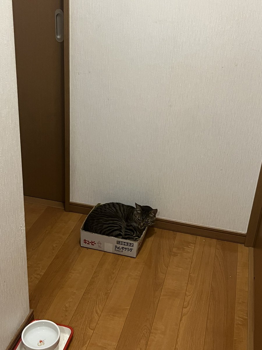 inchiki_nurse's tweet photo. ②の部屋の前で強制なでなでを所望するぬくちゃんが待ってる

待ち伏せとは完全にストーカーの行動じゃないか https://t.co/jtTbl6Iy1l