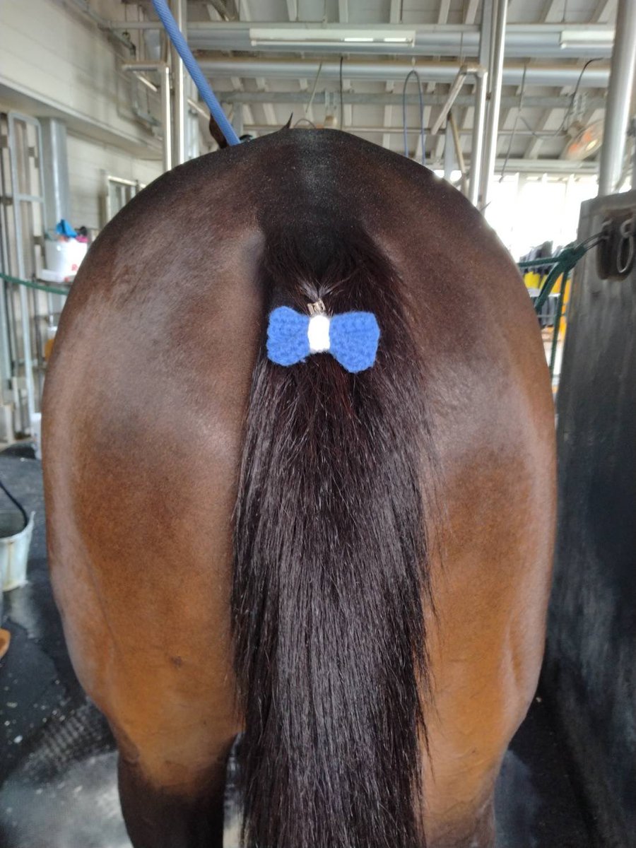 5hlhdl's tweet photo. 🐴「ねぇねぇみんなどう？似合ってるかな♡？？」

めっちゃ似合ってんでー！！可愛いやーん❤️
ちょんまげにしたらもっと可愛くなった
ルミナス😻🍆
ファンの方からルミナスに手作りのリボンをいただいたので、レースの時に着けるのでみなさんぜひチェックしてみてくだい👀

 #リアライズルミナス https://t.co/mxLkXNWQmK