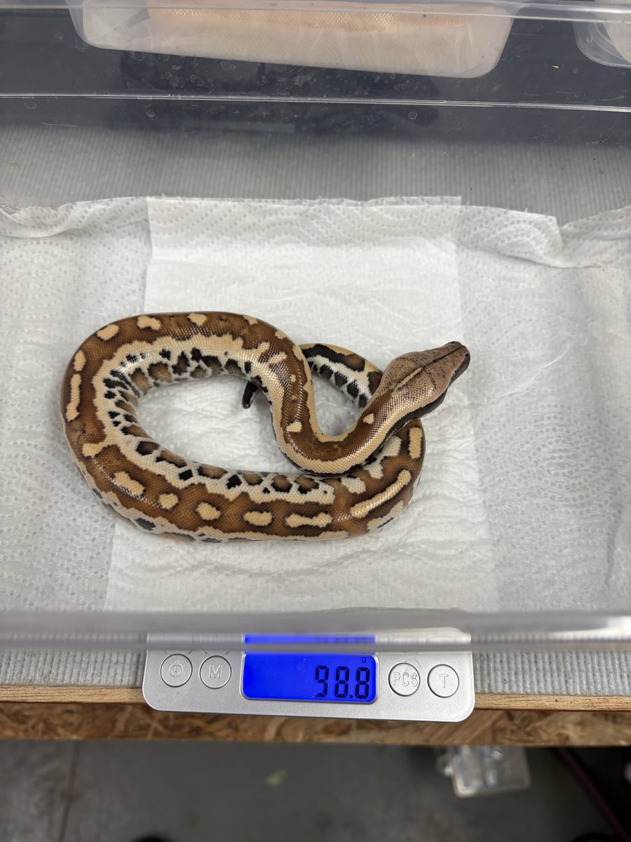 hiro11114s's tweet photo. マトリックス
#ブラッドパイソン
#bloodpython https://t.co/5LRsMBYFAQ