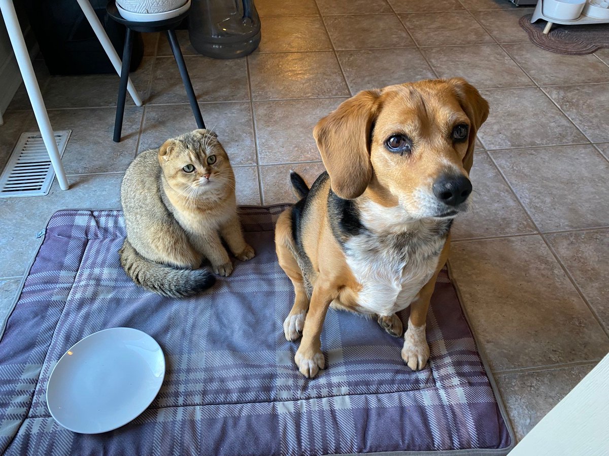 beaglefacts tweet picture