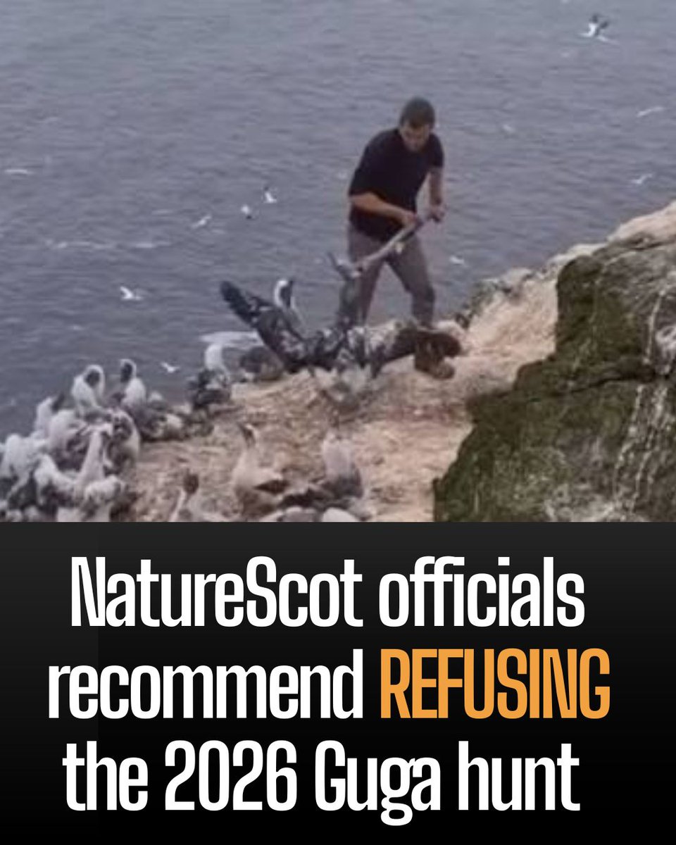 ProtectTheWild_'s tweet photo. THIS. IS. HUGE. Nature Scot's own scientific advisors say they cannot conclude the hunt would avoid harming the internationally protected gannet colony. And they have recommended the board REFUSE the licence. https://t.co/M5aGNr2jGz