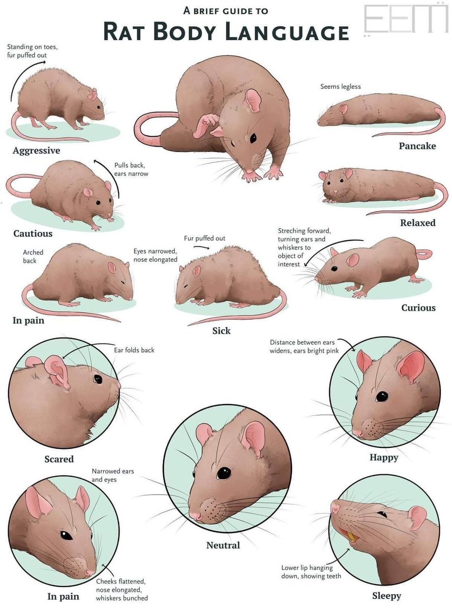 ichewthings's tweet photo. rat body language https://t.co/QatluMF0Tz