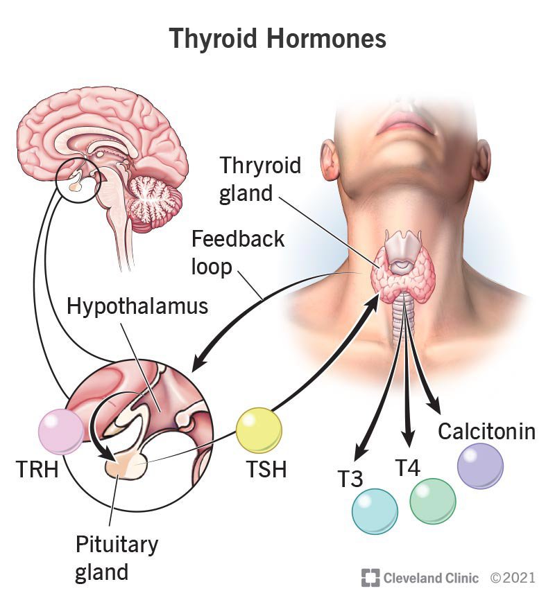 PharmMaidoki's tweet photo. 🚨 Which medication requires routine monitoring of thyroid function?

A. Amiodarone 
B. Amlodipine 
C. Aspirin 
D. Clopidogrel https://t.co/0FUV5C2vi0
