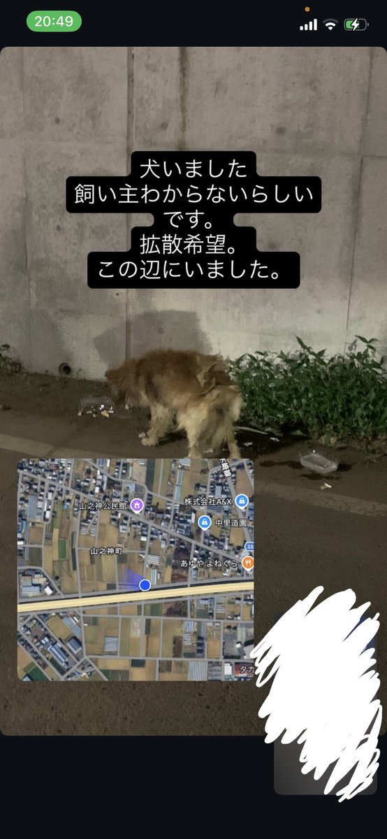 V95ta0UTWS9551's tweet photo. #拡散希望 #迷子犬 #迷い犬 https://t.co/CtrEBcRTdw