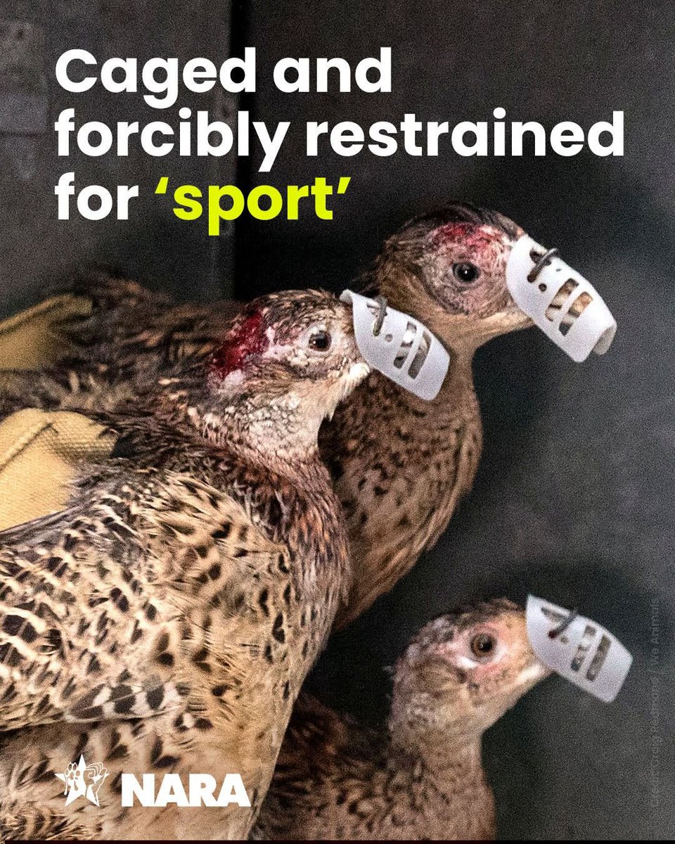 Real_Musk662's tweet photo. What kind of 'sport' begins in a cage like this?

These pheasants have plastic 'bits' fixed through their beaks, devices that stop them closing their beaks fully so they can't peck each other in the crowded, barren cages they're confined to. 

Evil!!! 💔😢😢😢 https://t.co/wAyTJPoKII