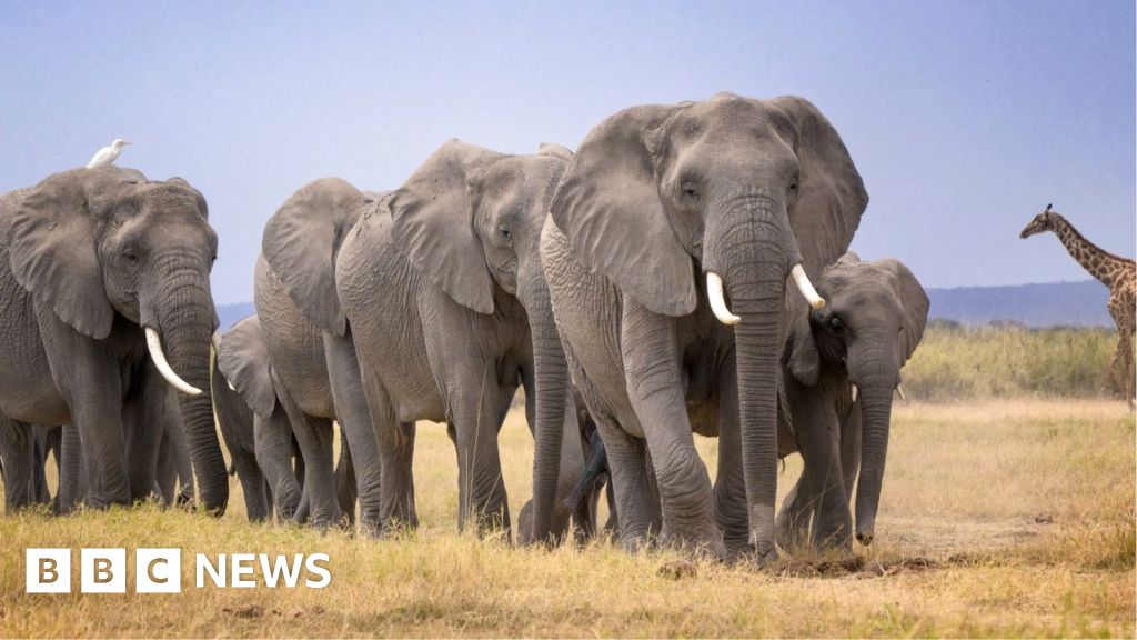 BBCAfrica's tweet photo. An urgent investigation has been launched into the mysterious deaths of 15 elephants in southern Kenya near the Amboseli National Park. Officials say samples had been sent to laboratories to determine cause of death. 
https://t.co/bkGlnpmTxP https://t.co/6dCnNmXoJQ
