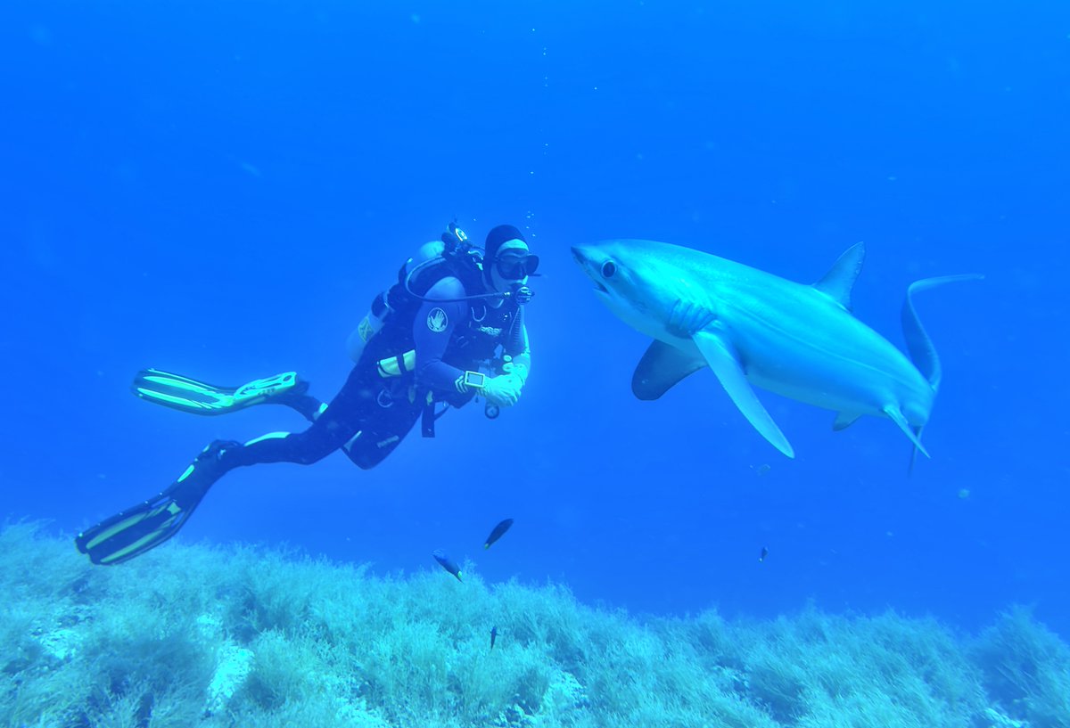 sharkangels's tweet photo. Who want to come diving with us in Dec 2027 to see thresher sharks?
#sharkweek #shark #sharkdiving
https://t.co/YIvfz2p6ng https://t.co/UY65RLWnIw
