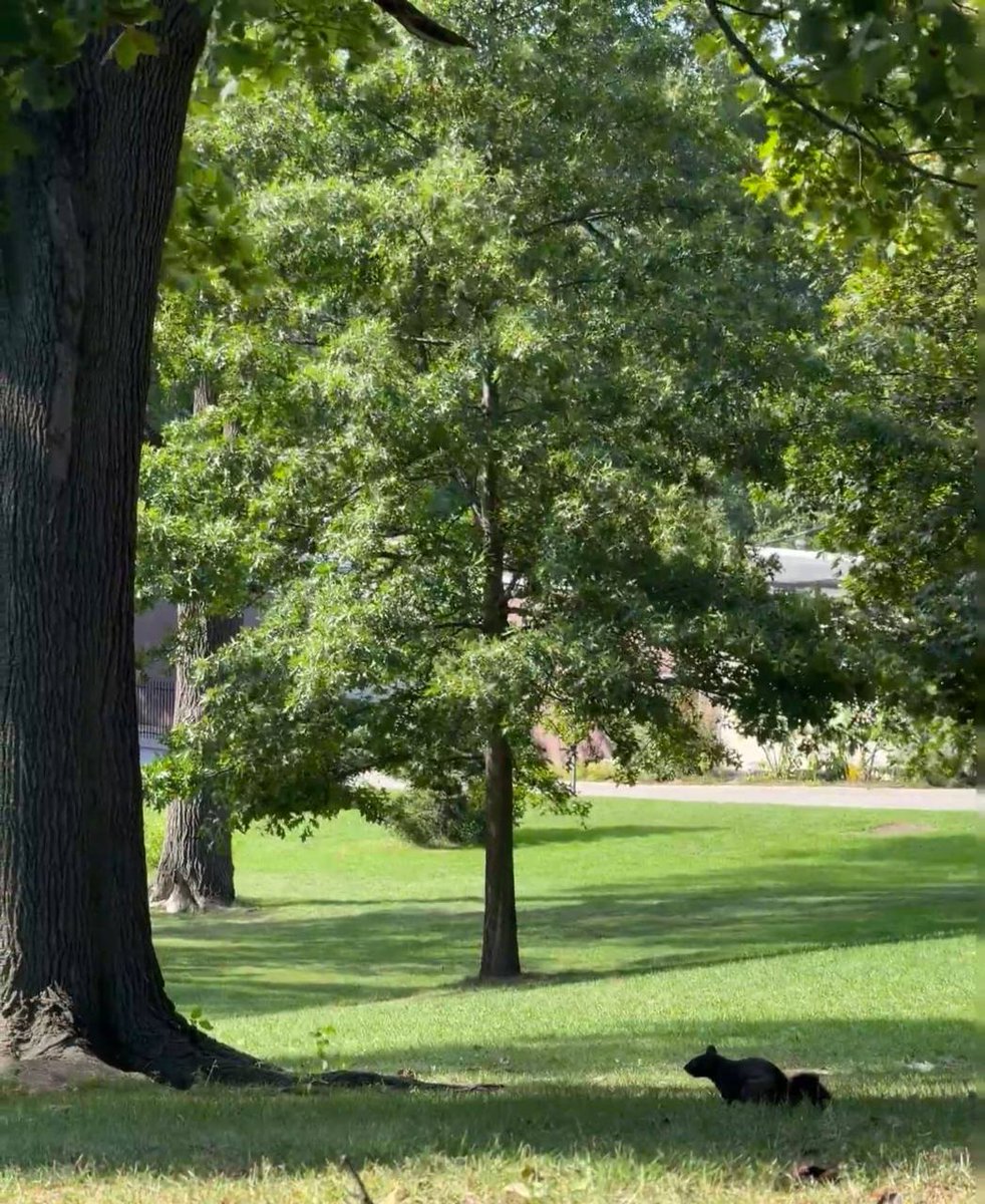 Captjoe1's tweet photo. I strolled slowly along the park path, leaving all my worries behind. https://t.co/A75SbHI1uI