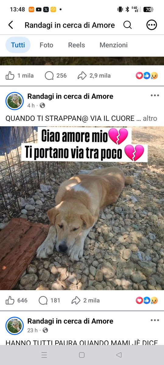 Vardiello2's tweet photo. Roma TOTÒ picchiato mentre era legato alla catena.Toto' si è fatto la pipì addosso quando la signora che l'ha trovato e liberato gli ha fatto una carezza. Per lui 3397607295
https://t.co/SVnX3kRNKC https://t.co/JIeOomE9JP