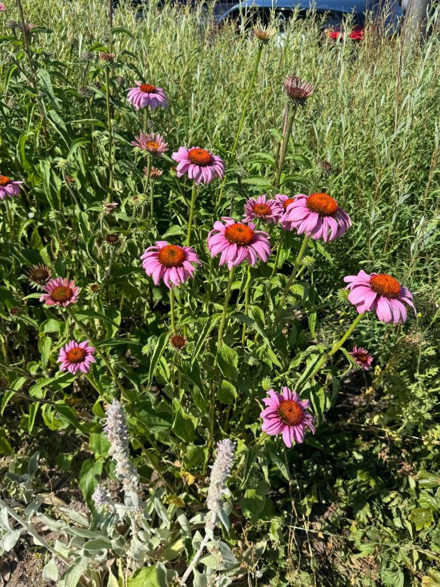 LunarTally's tweet photo. Pinkish-purple coneflowers, heads tilted soft in the breeze, petals hanging loose and easy. No rush, no need to prove anything. That's the kind of wild summer romance that hits the hardest 🌸💜 https://t.co/CR5Y1j1MEr