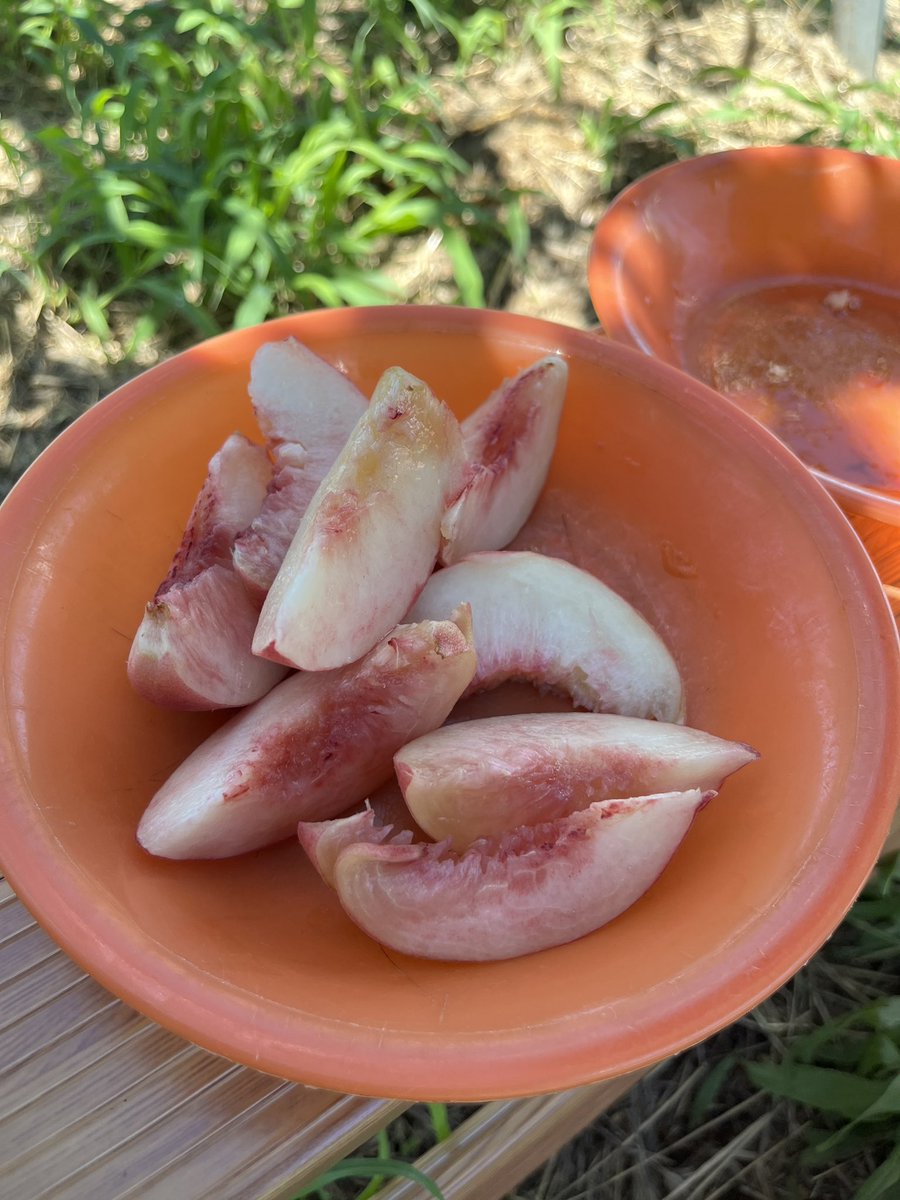 _chica82_'s tweet photo. 今年も桃狩りしてきた🍑桃食べ放題とお土産3つもらって野菜詰め放題したりワイナリー行ったり何故かメロン1玉ももらって大荷物で帰宅ー https://t.co/2d9PDDb3yE