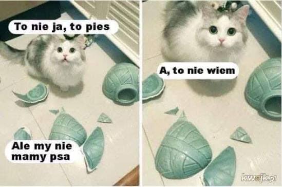Yarus66's tweet photo. @Pio35041290 Tak po kociemu zrzucić talerzyk ze stołu 😁 https://t.co/2KOKNExpYb
