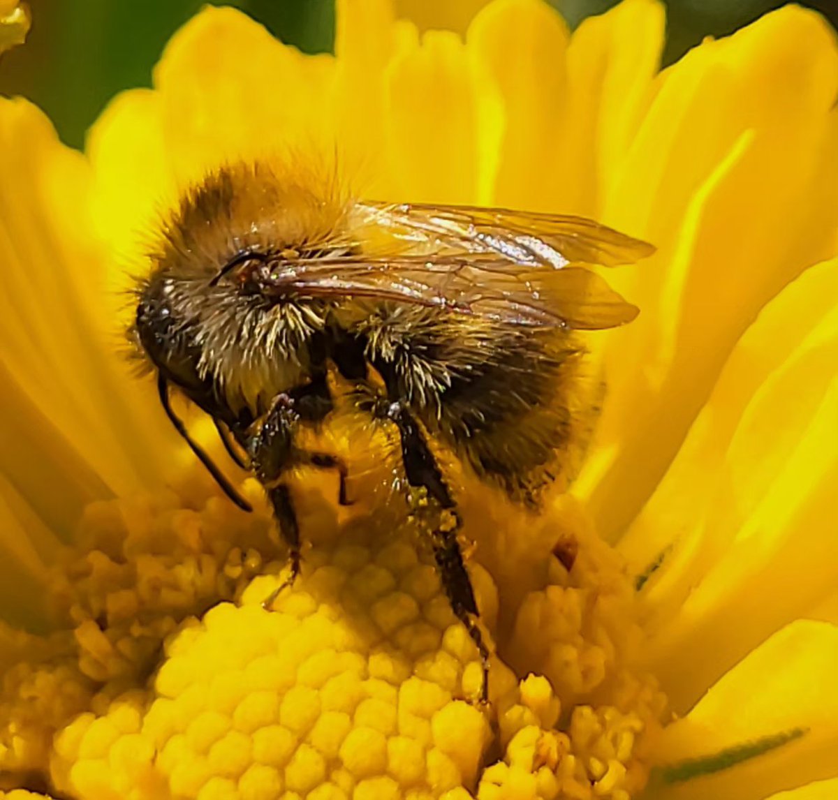 LawrenceSt43350's tweet photo. Tiny bumblebee, #gardeningx #bugs #insects #FlowersOnX https://t.co/ZAe55I8GSo