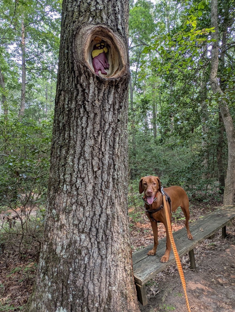 IntrepidPup tweet picture