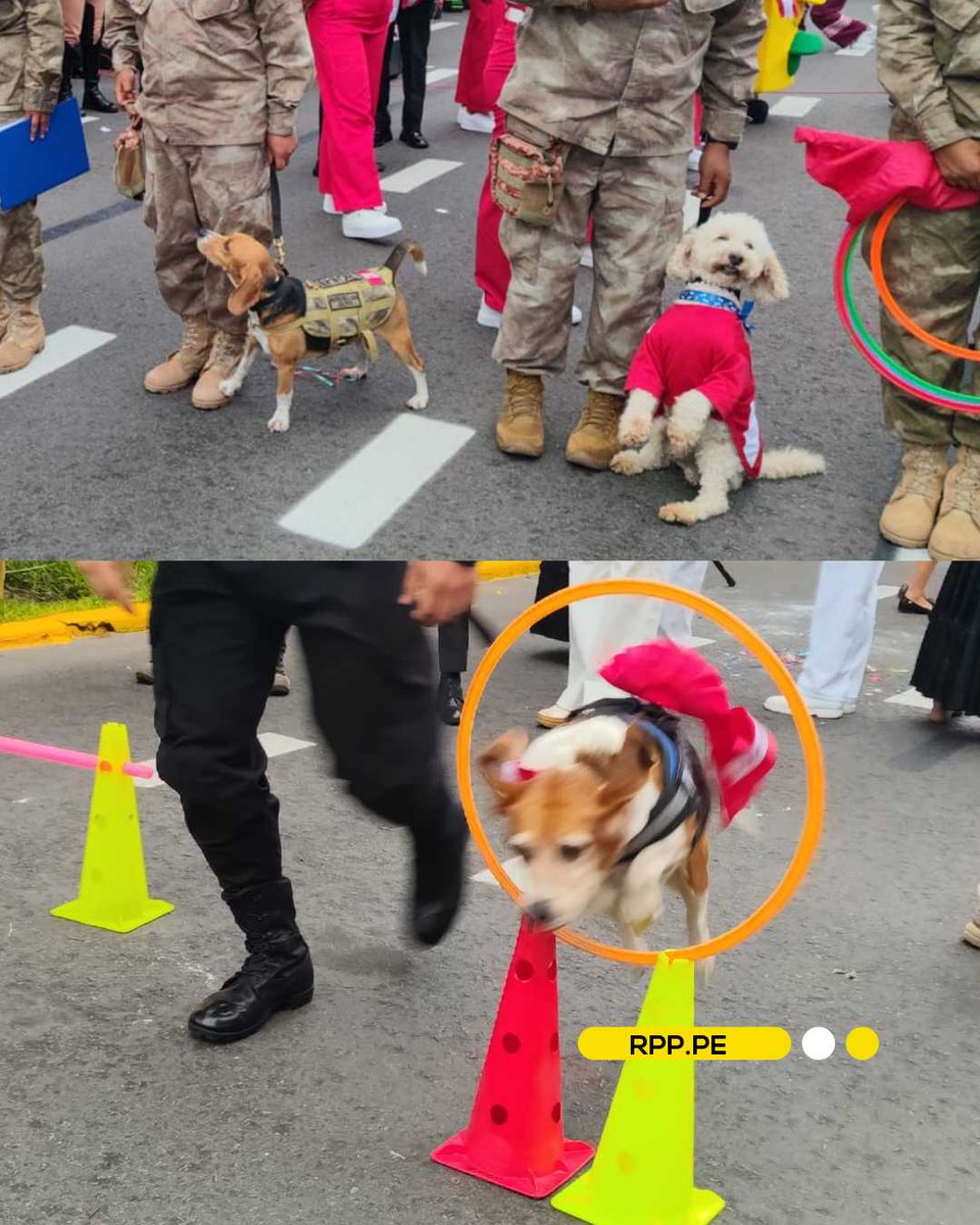 RPPNoticias's tweet photo. 😍🐕 ¡Ellos también están listos para brillar!

La Brigada Canina afina los últimos detalles para la Gran Parada y Desfile Cívico Militar 2026. Antes del esperado evento, estos talentosos perritos sorprendieron con sus piruetas, demostraciones de destreza y mucho estilo durante los ensayos.

➡️ Más información en https://t.co/2fG5AOY3HH
📸: RPP / Claudia Huamantingo