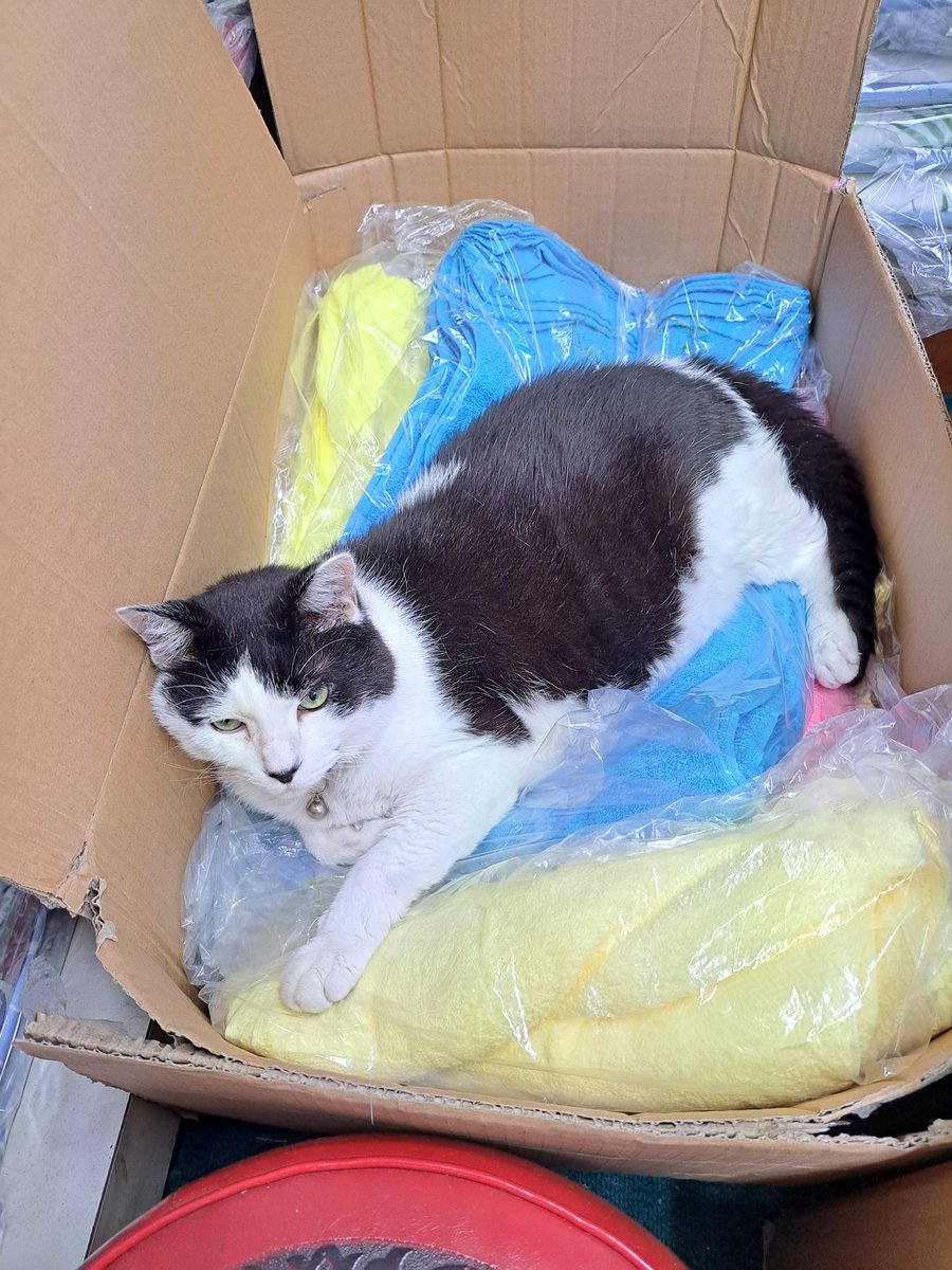 haduki_maya's tweet photo. タオル緩衝材扱いキャット https://t.co/ShZPx5ywxs