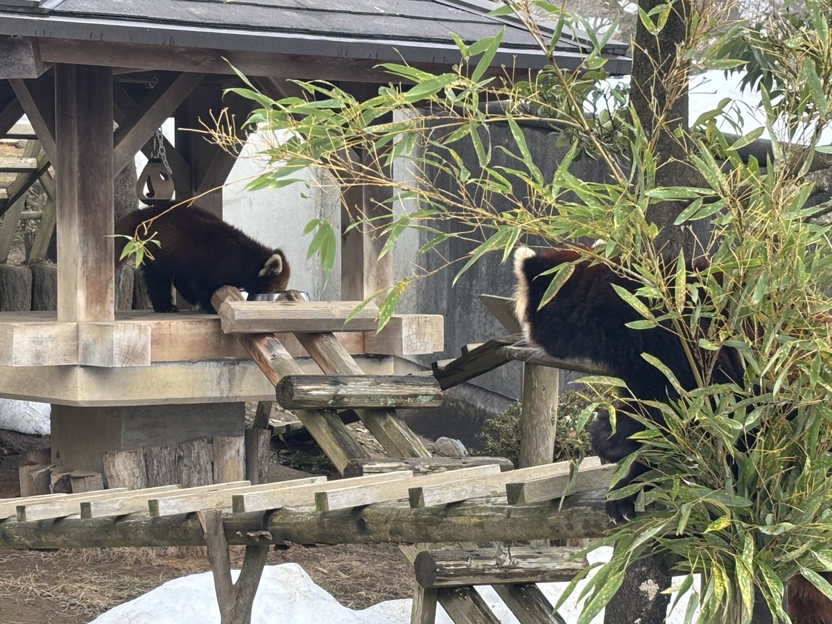 まさかのまさかの! 嬉しすぎるよぅ〜 最推しかんたくんと、 可愛すぎるアケビちゃんの赤ちゃん 母子ともに元気に過ごしてね☺️ 冬には会いに行く ...