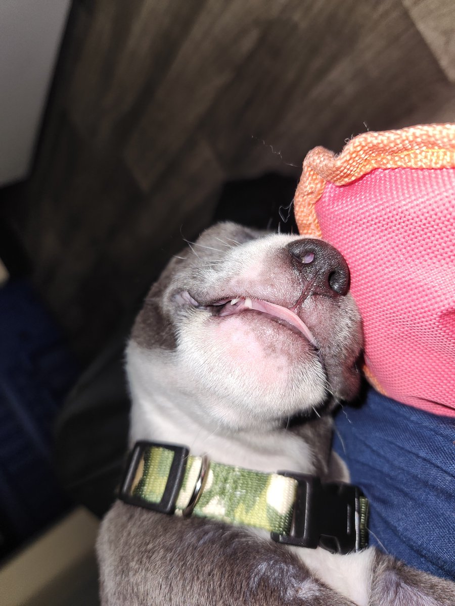 _kingcastiel's tweet photo. Meet Haywire! He's about 6-9 weeks old, and he's absolutely adorable!! Apbt https://t.co/mfPPuk2O2S