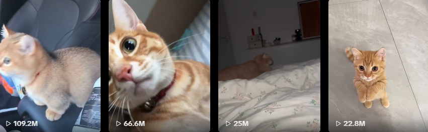kattyanZ's tweet photo. It's cat season

2 years ago, on this exact wallet. we ran Billion

The insanely viral cat, literally called Billion

So cute so viral with over 800m views on its posts

https://t.co/njGLGgdMe4

Theres never been a better time to return

Billion to a Billion