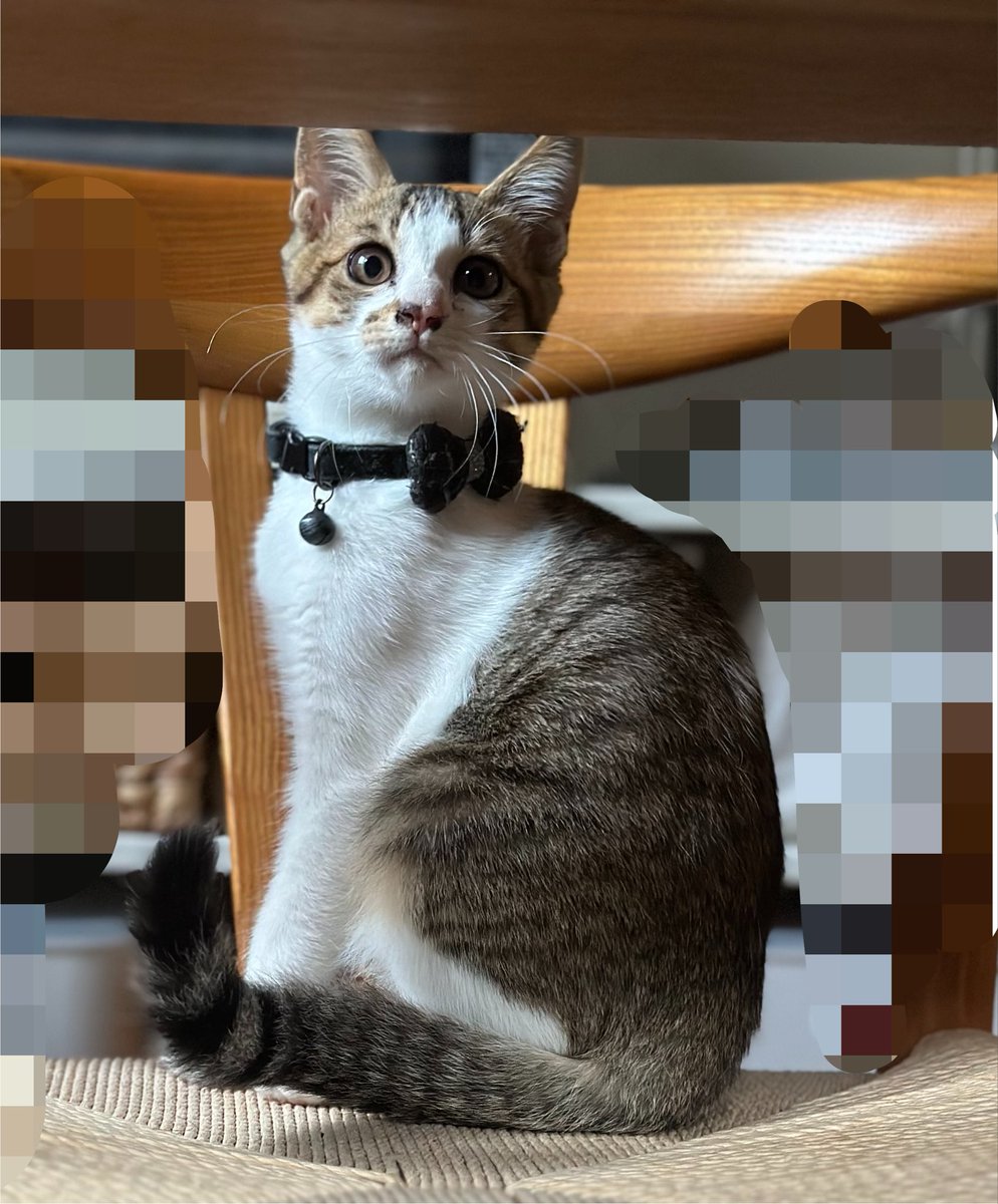 Tar_kyun's tweet photo. 🐱 https://t.co/I7bZrwcMzB