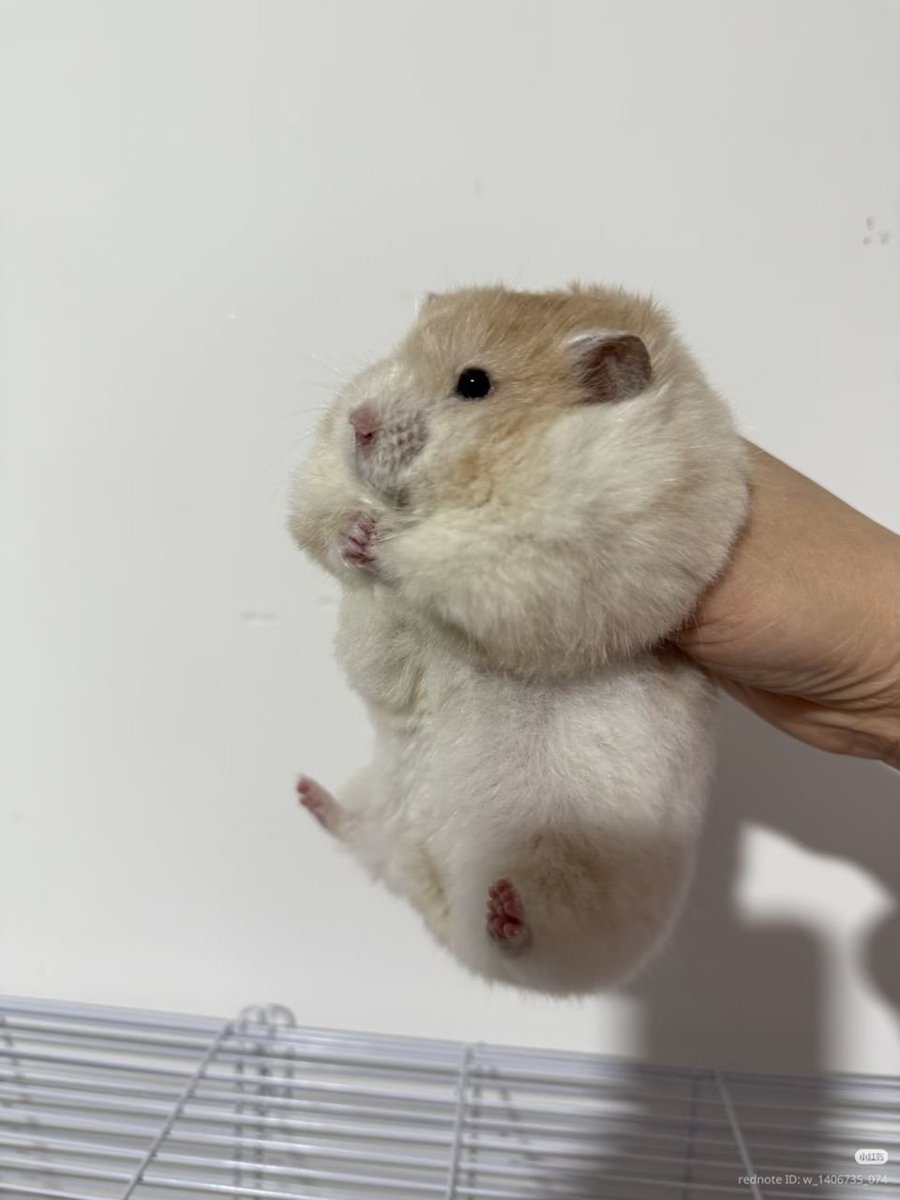 Aoomly ♡ 🐰🐹🌙🧋 tweet media