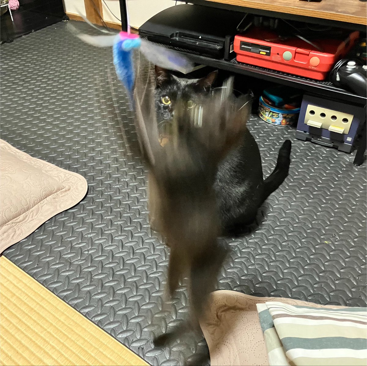 BC0821's tweet photo. このツイートから早いもので１ヶ月経ってた
すくすく大きく育ち離乳しました
部屋猫とも仲良くなり毎日めちゃくちゃ暴れております🐈‍⬛ https://t.co/Gqa2qBPbRF