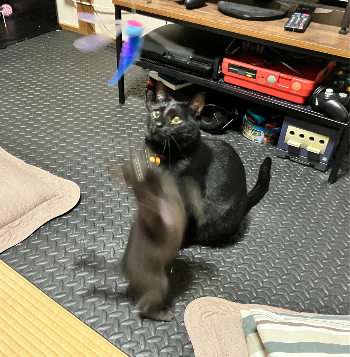 BC0821's tweet photo. このツイートから早いもので１ヶ月経ってた
すくすく大きく育ち離乳しました
部屋猫とも仲良くなり毎日めちゃくちゃ暴れております🐈‍⬛ https://t.co/Gqa2qBPbRF