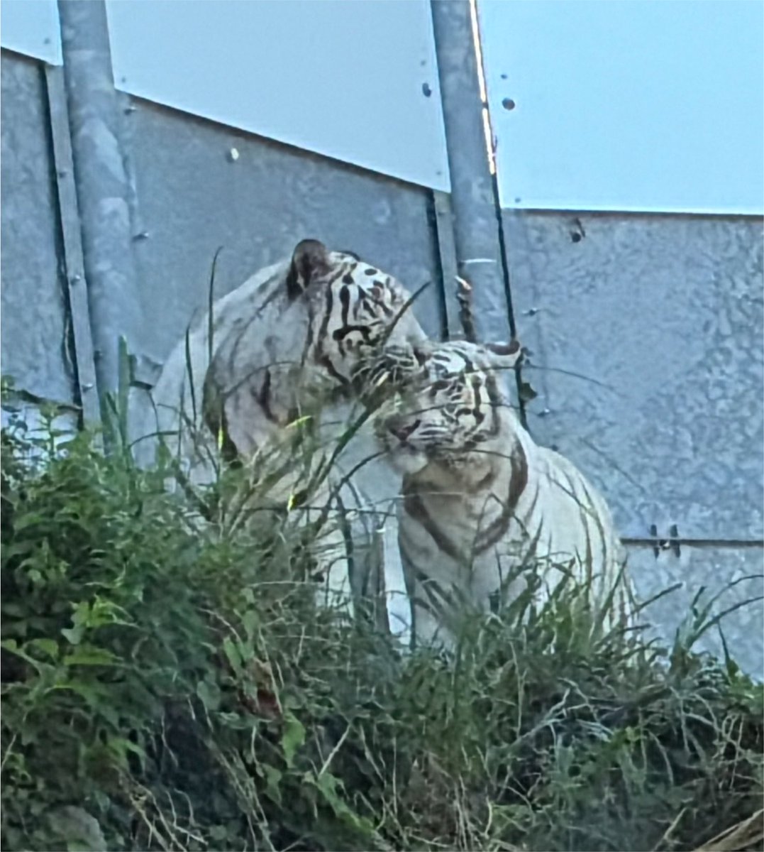 sFit287O4o55606's tweet photo. アニキン名物の🌿が…😅
仲良し姉弟🐯☔️🐯🌙
（もはやカップル🐯🩷🐯）

#伊豆アニマルキングダム
#シグレ　#ツキ https://t.co/EI9WfIbdaN