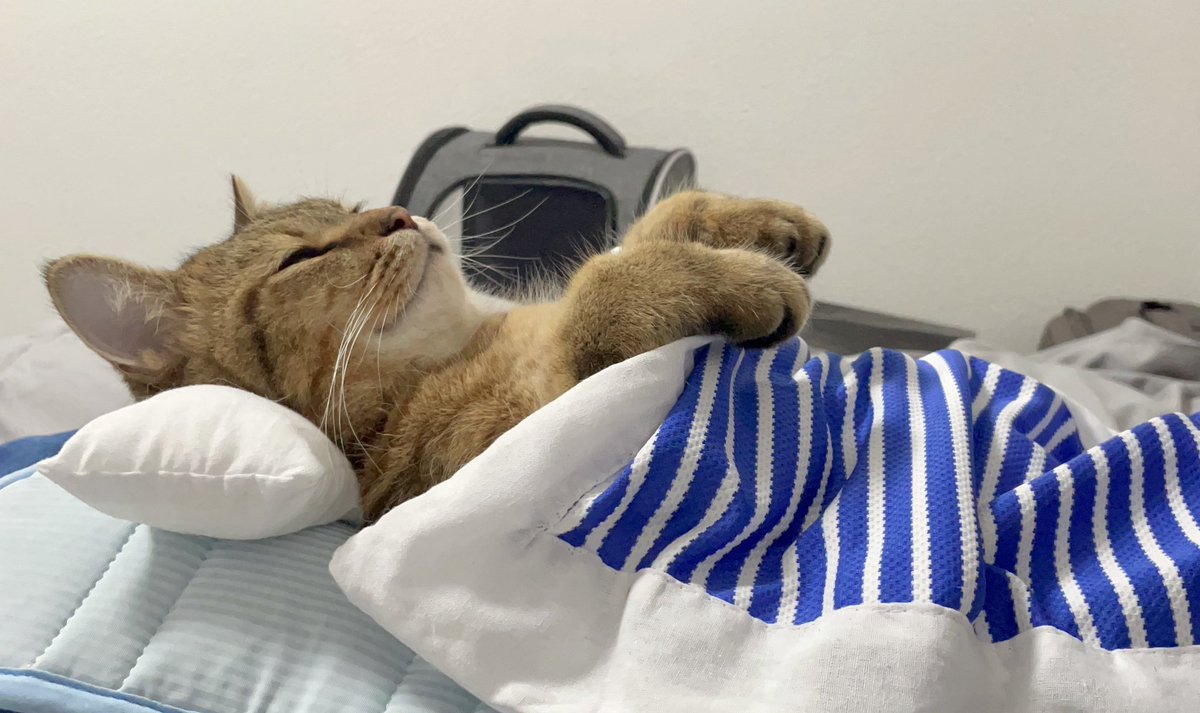 MiniraDiary's tweet photo. 夏を快適に過ごしすぎている子猫 https://t.co/dwJV1lRdUo