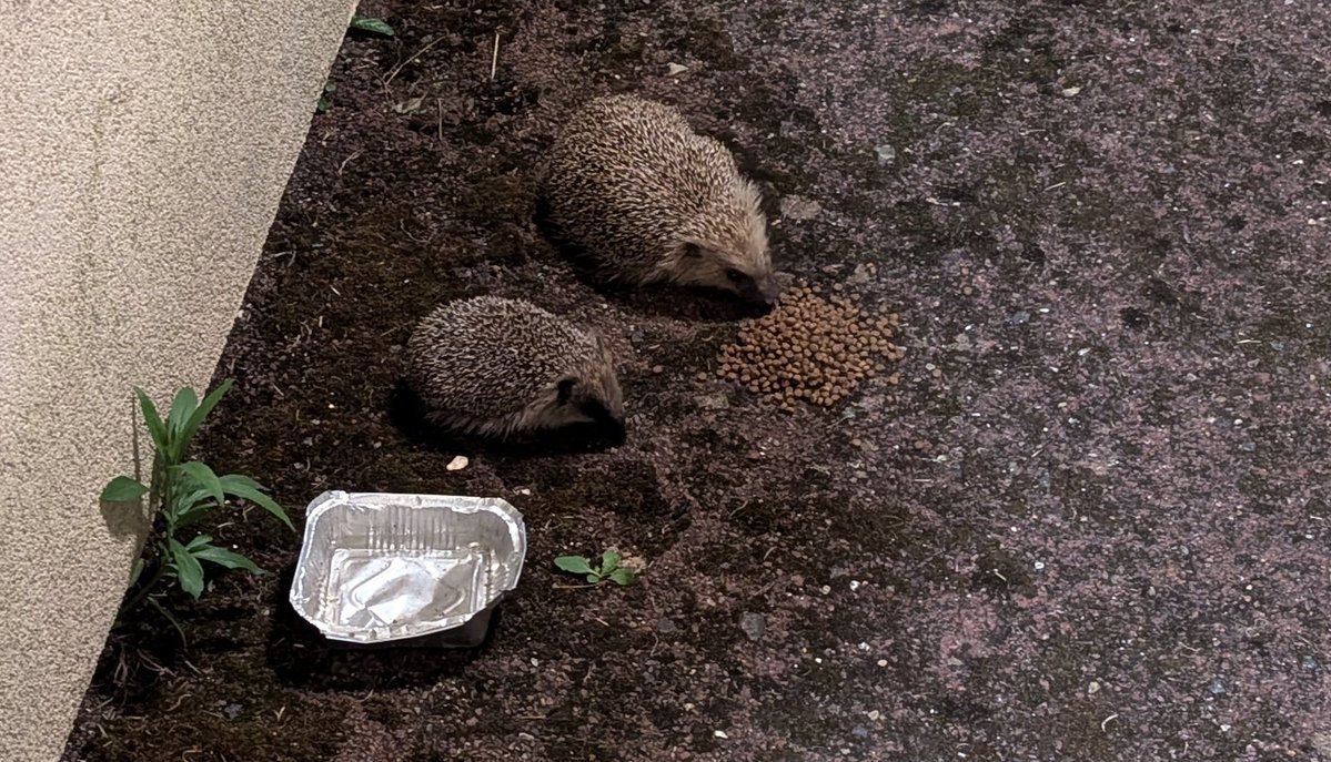 KonradHarrigan's tweet photo. @taspastord L'été: une voisine et moi on pose un peu de croquettes en bas du bâtiment et la nuit y a des nigloos qui viennent se sustenter en lousdé https://t.co/f1SlustEbb