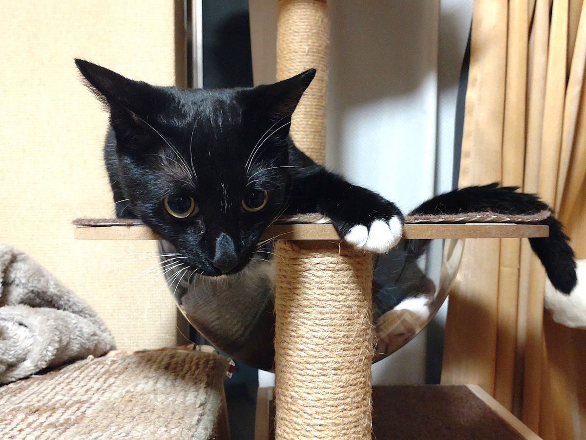 jp_sight's tweet photo. Lime is the adventurous one.

Keira is the observer.

When Lime starts playing on his own, Keira sometimes just watches from his favorite spot.

Sometimes I think he's keeping an eye on his little brother. 🖤

#保護猫 #RescueCat #CatsOfX #SaveKeira https://t.co/QocH0sdR4b