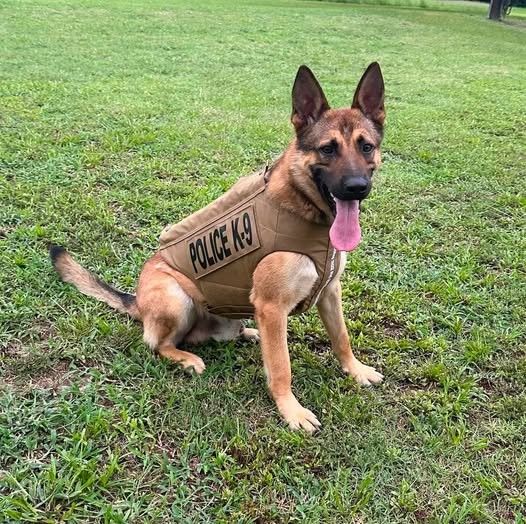 VIK9s's tweet photo. 🛡️ K9 Jäger of the Louisburg Police Department is now better protected with a new bullet- and stab-resistant vest!

Thank you for helping protect the K9s who protect us. Together, we're honoring those who served while safeguarding today's heroes. 🐾💙

#ProtectPoliceK9s #K9Hero https://t.co/DKVYNlZYz4