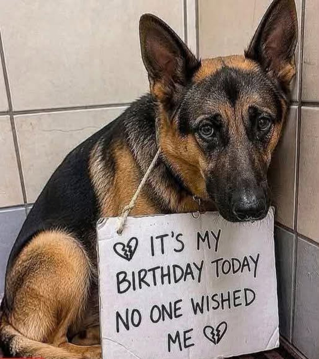 puppiesDoglover's tweet photo. https://t.co/ULbKm6OQb3